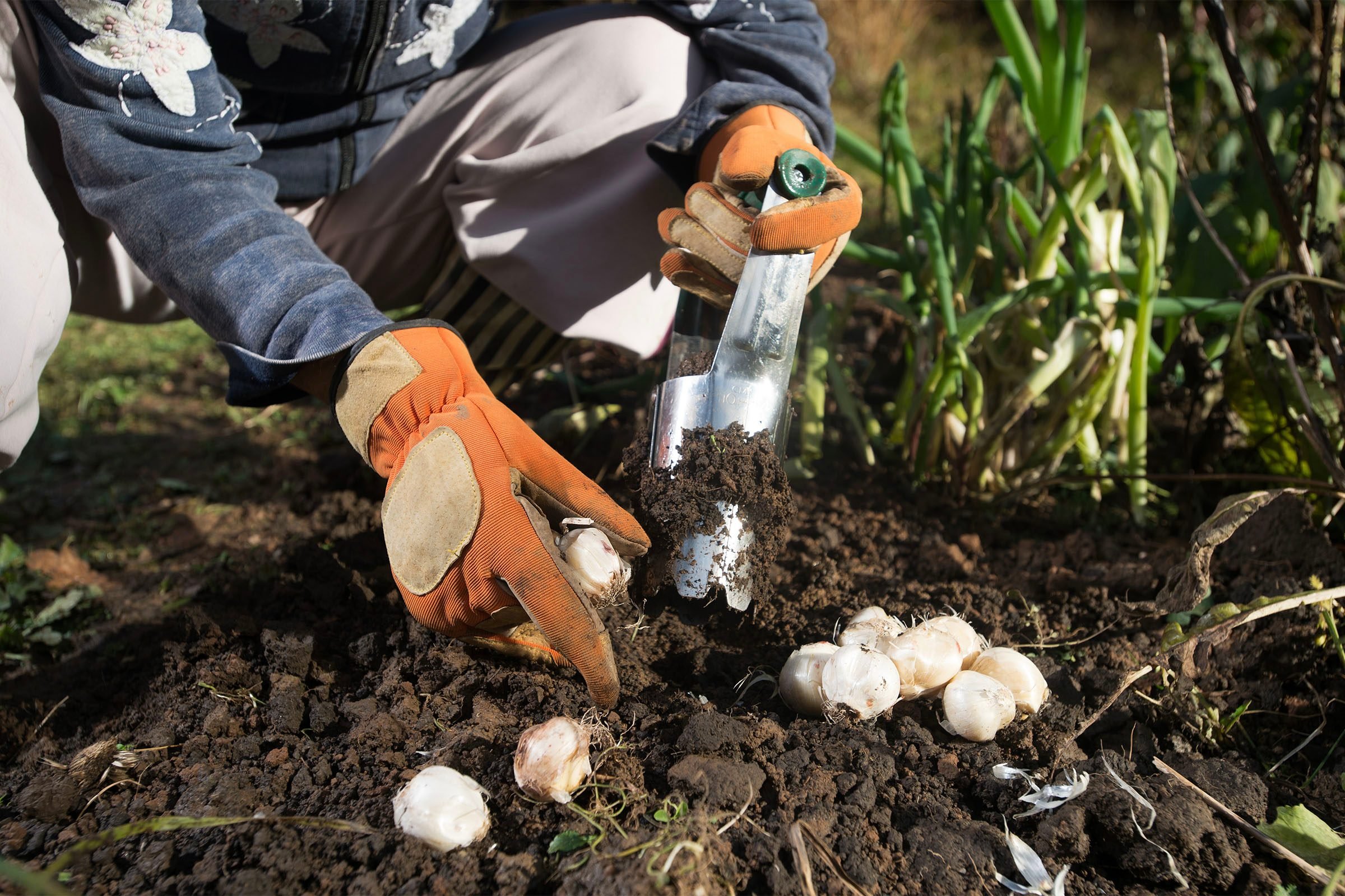 Close up of hand with gloves planting bulbs with flower bulb planter outdoors in garden.
