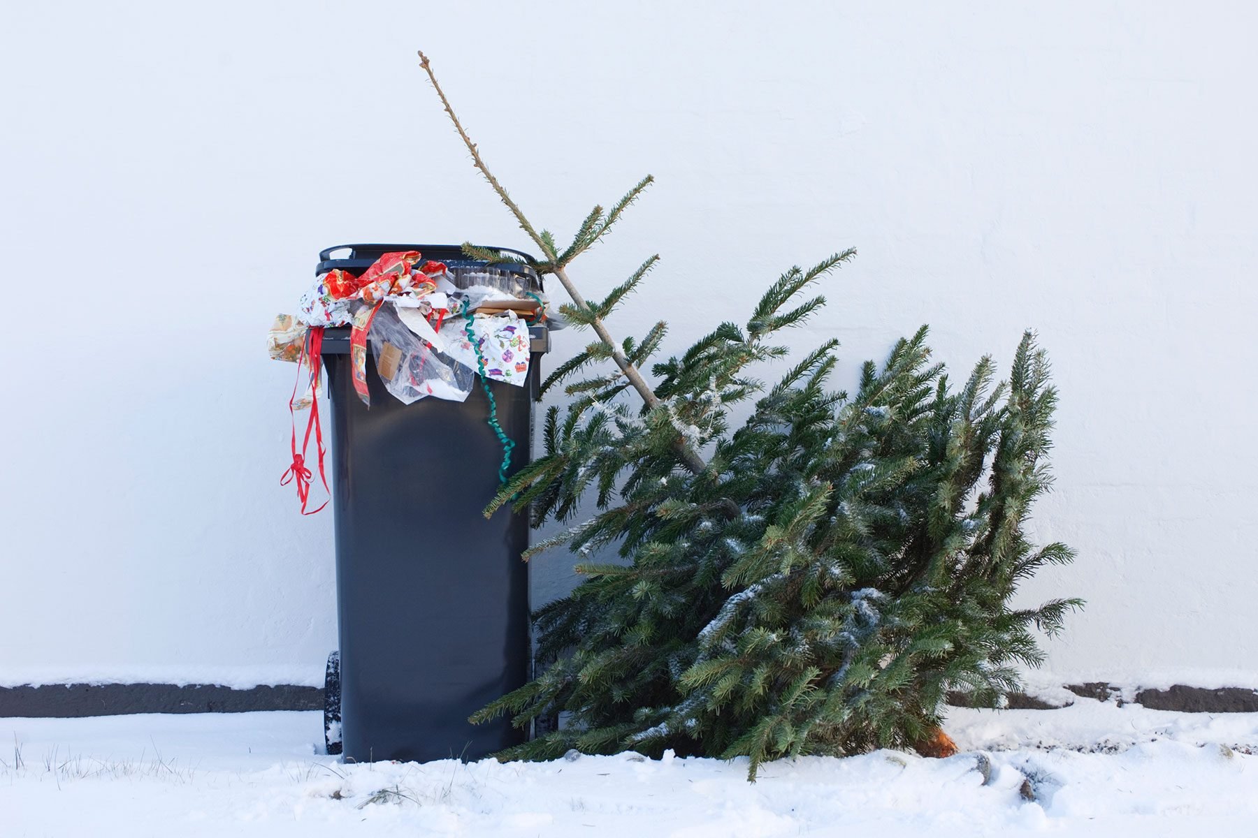 Christmas Tree lying out next to Trash Bin