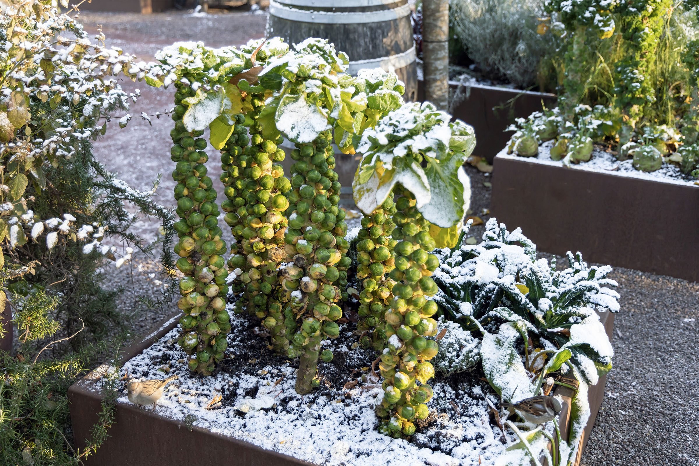 Brussels sprouts growing in a garden container covered in snow