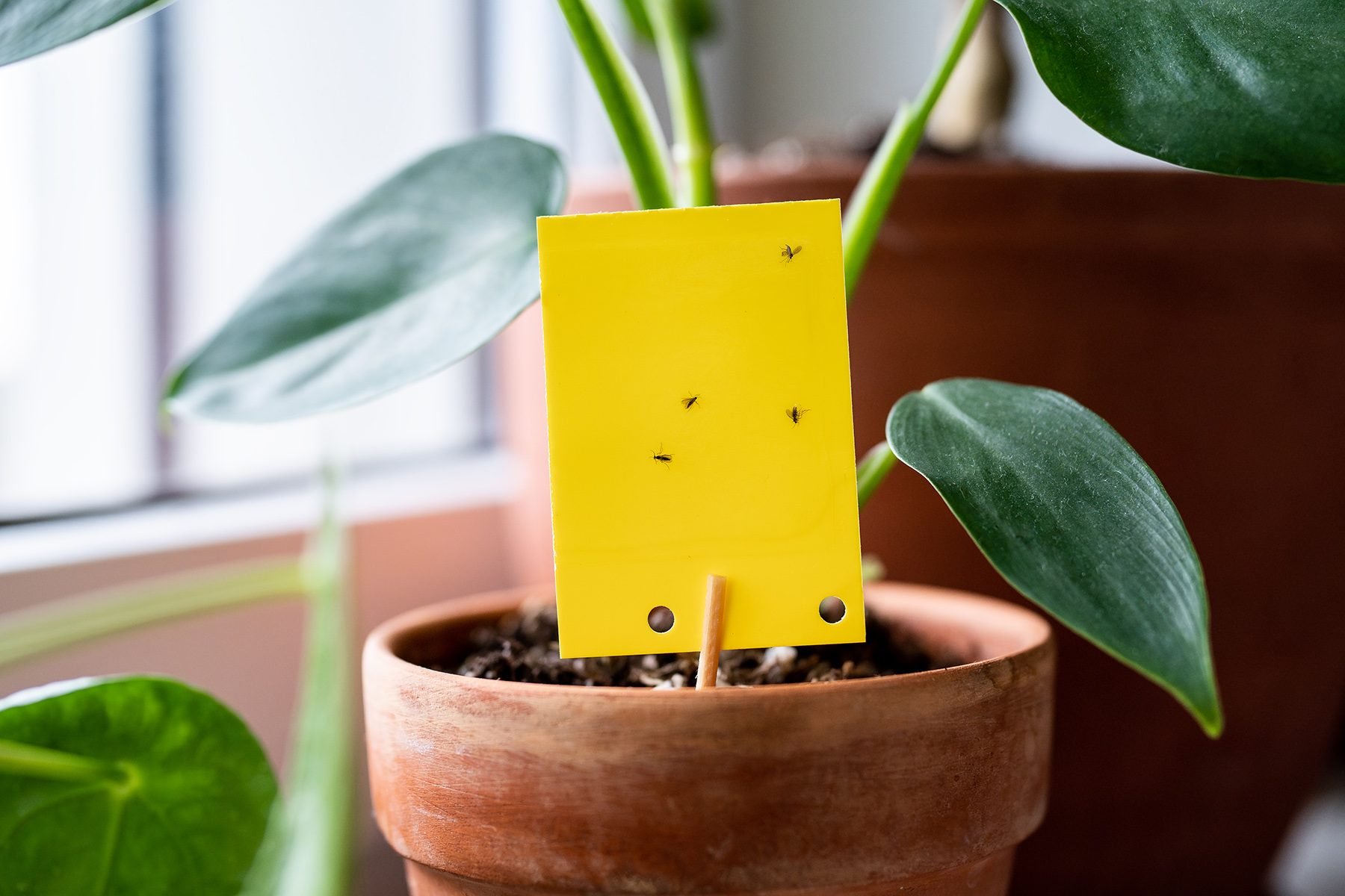 Fungus Gnats Stuck On Yellow Sticky Trap Closeup. Flypaper For Sciaridae. Insect Pest Control.