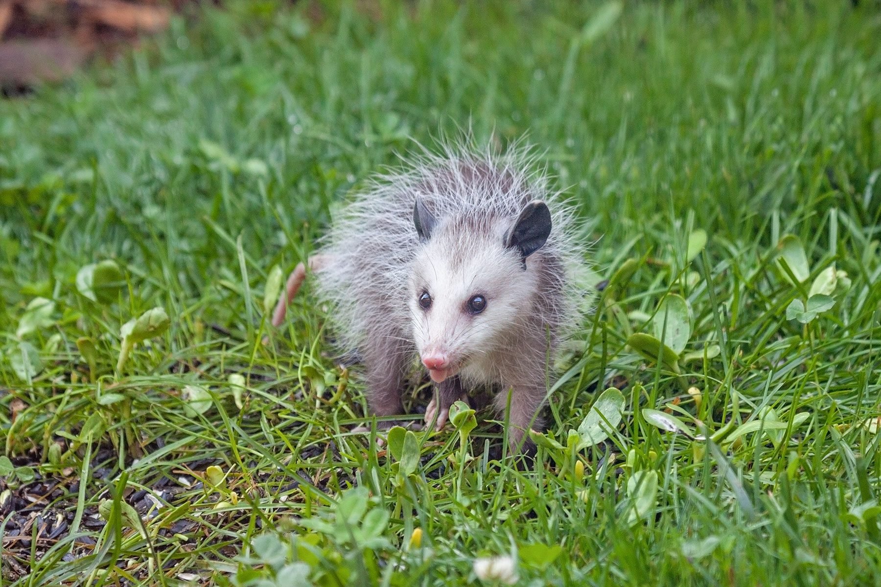 opossum in a grassy yard