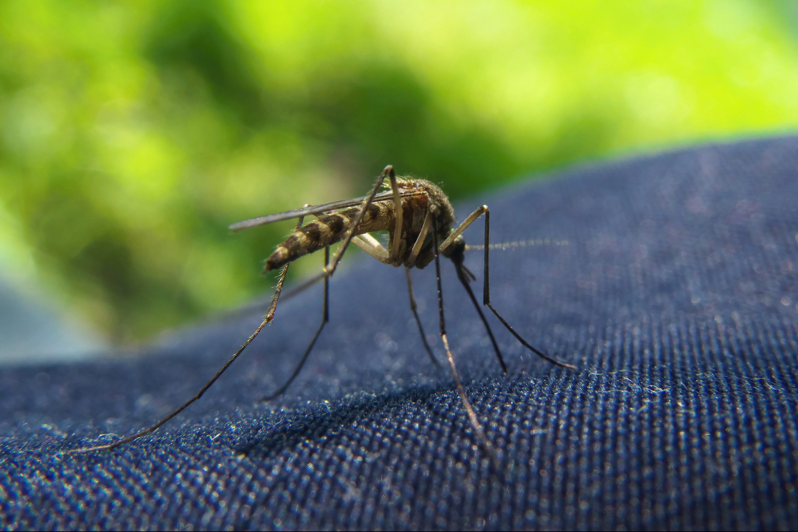 Closeup of Mosquito trying to bite through a jeans clothes