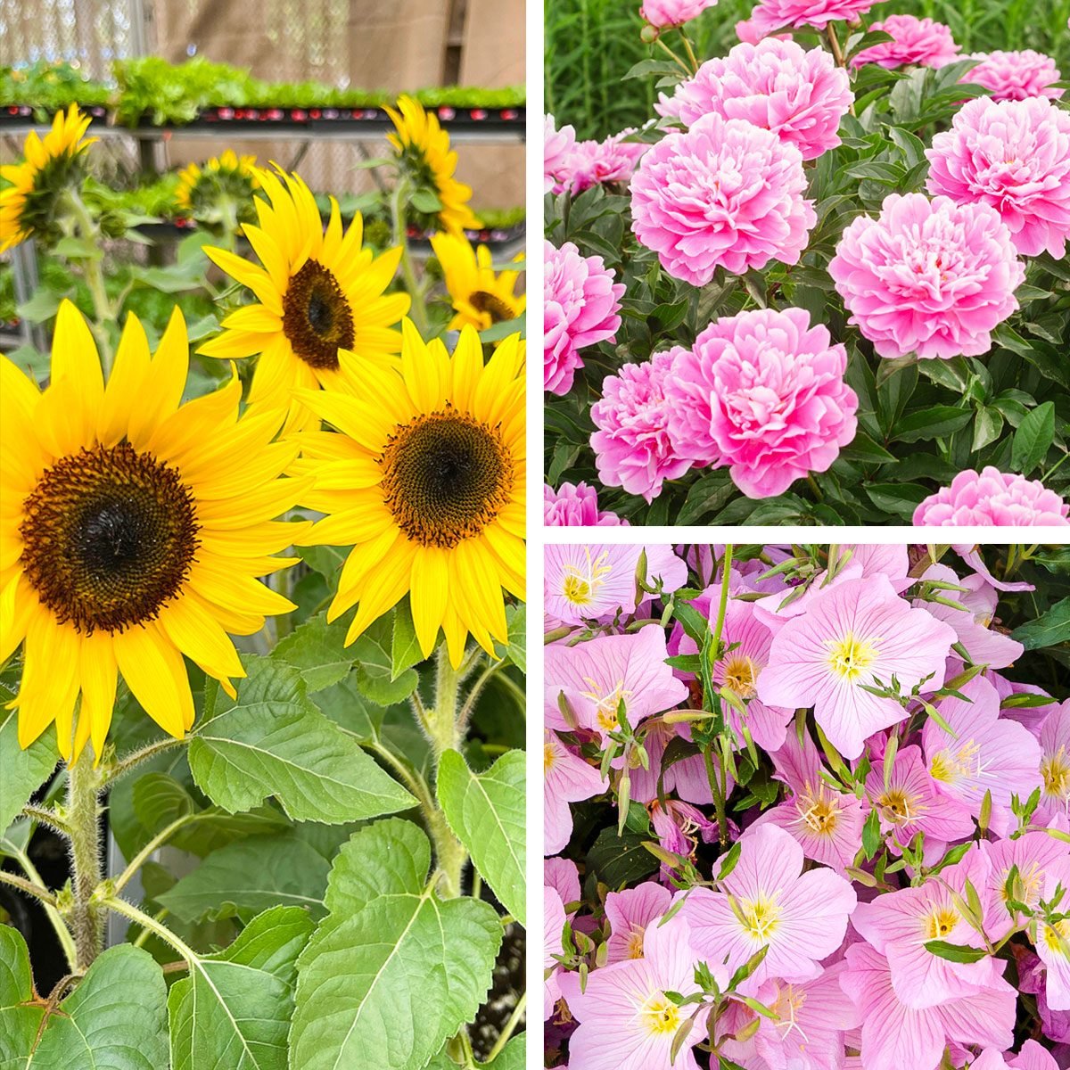 Quelle est la différence entre les annuelles, les vivaces et les bisannuelles