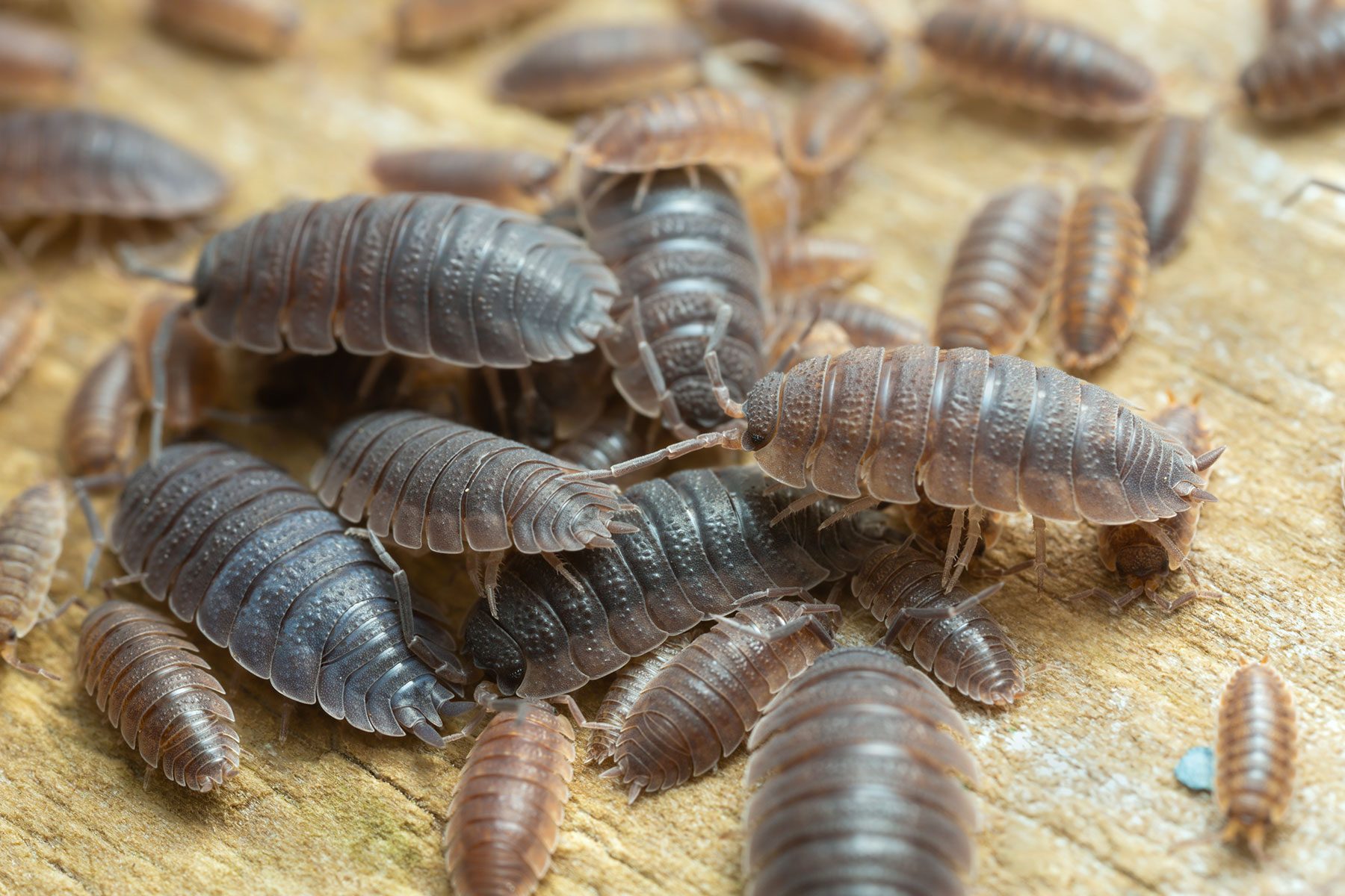 These Stinky Little Pests Are Trying to Get Into Your House Before Winter