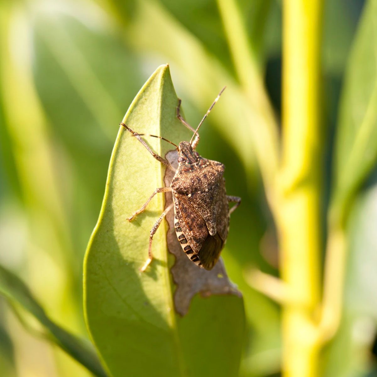 Watch Out For These Invasive Insect Species In 2025