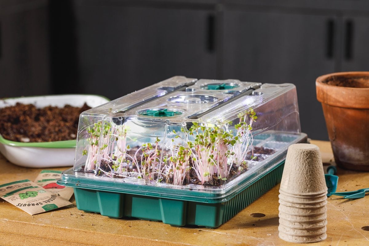 How To Start Seeds Indoors in 8 Simple Steps