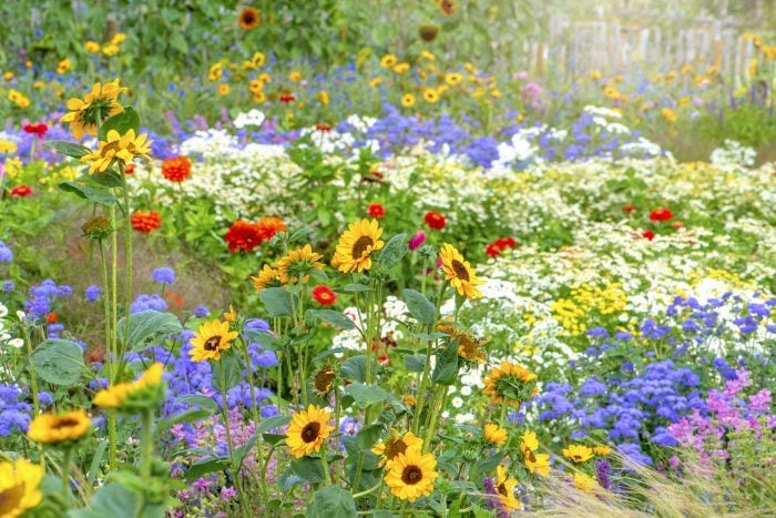 7 choses à considérer avant de planter une prairie de fleurs sauvages