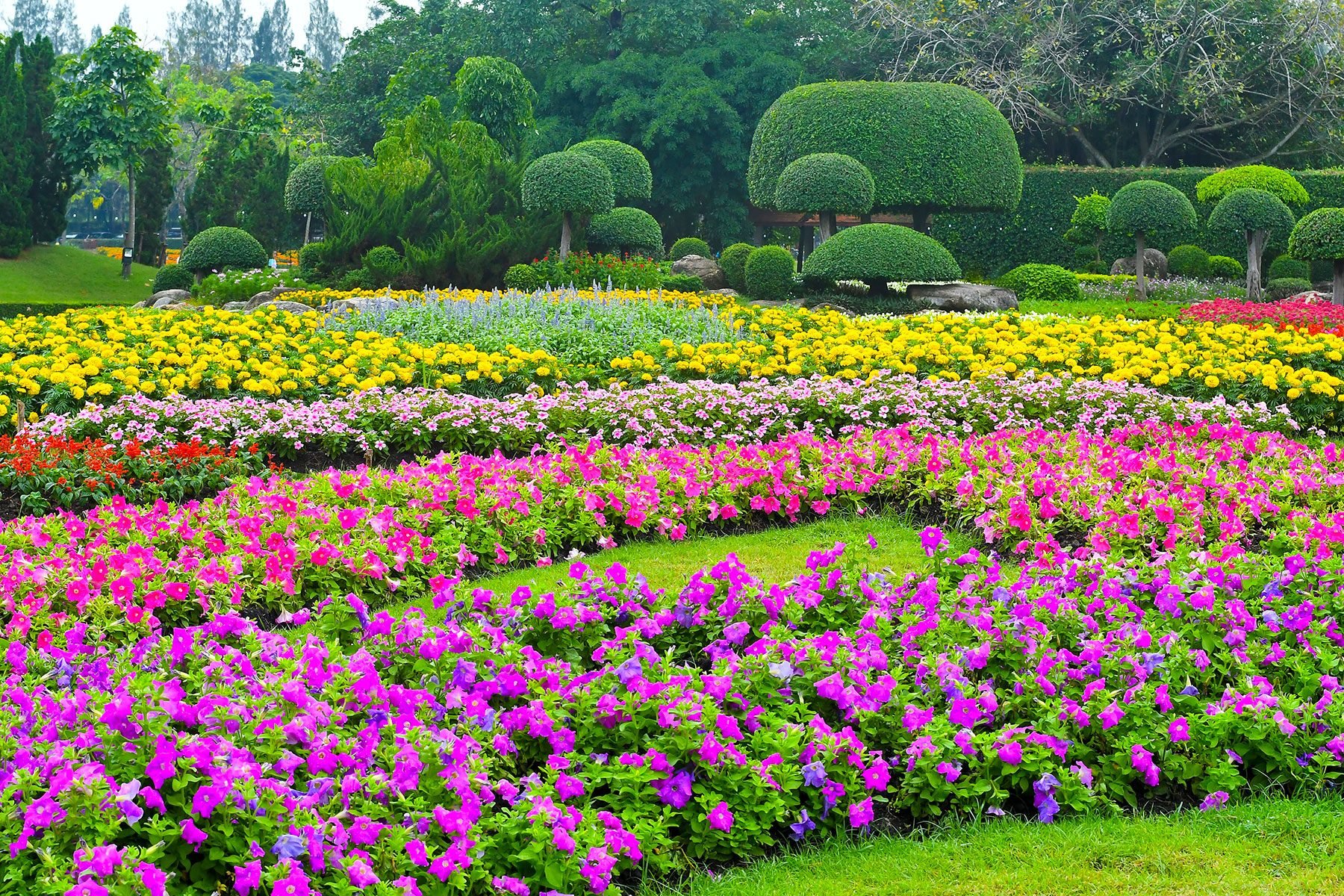 10 Flowers That Will Thrive in Full Sun