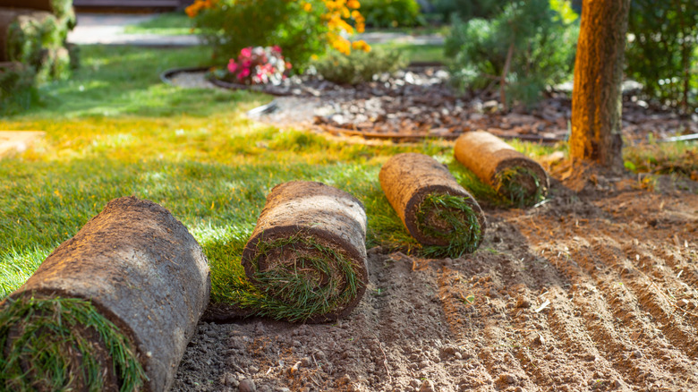 Nouveau gazon dans la cour par une journée ensoleillée
