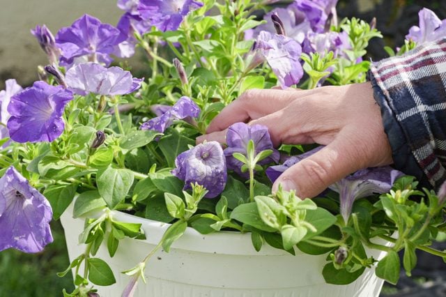 Identifier les fleurs fanées