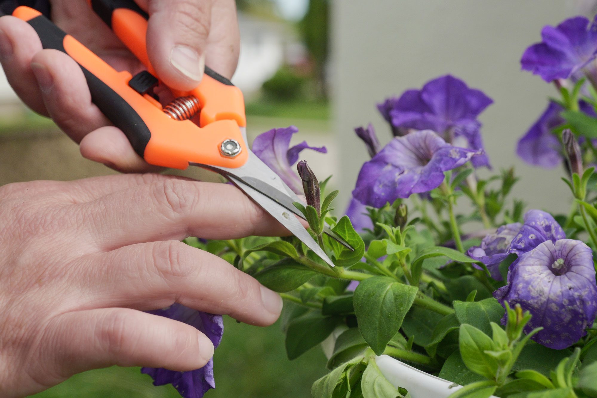 The Beginner’s Guide to the Art of Deadheading Flowers