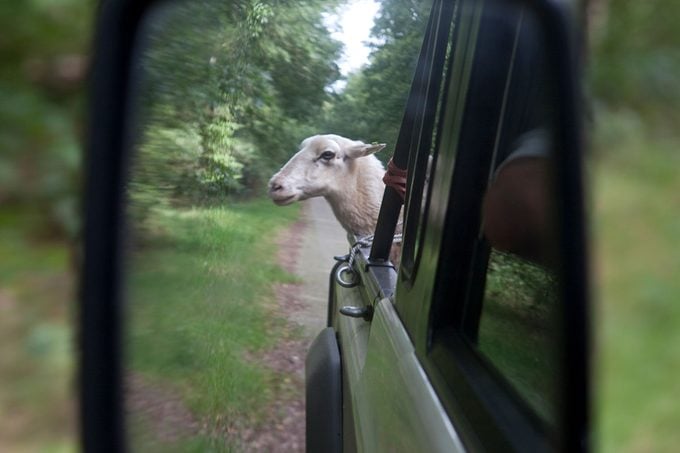 Lois de conduite étranges 