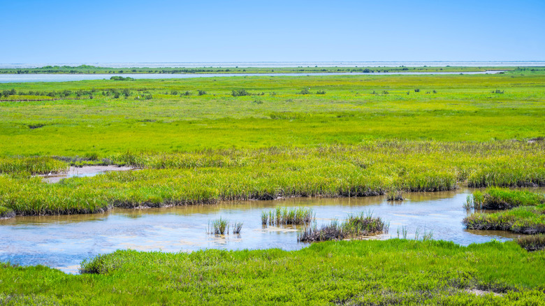 Une zone humide côtière au Texas est un habitat précieux pour de nombreuses plantes et animaux.