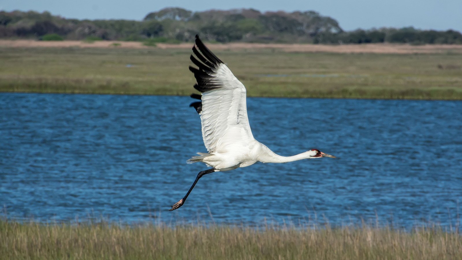 Le tronçon de 950 acres de la côte du Texas dédié à la faune florissante