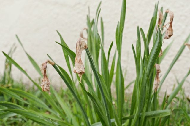 Conseils pour les fleurs mortes