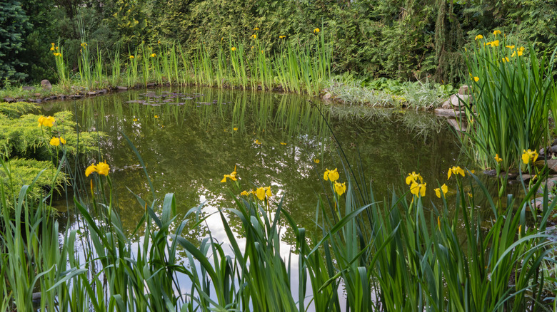 L'étang est entouré de plantes à fleurs.