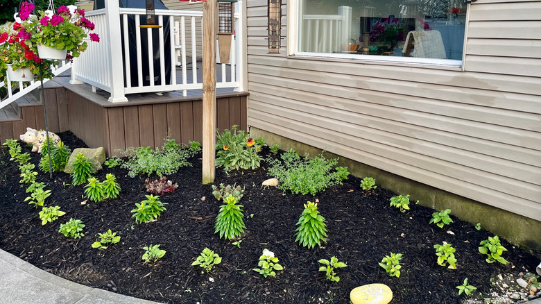 Mulch frais entourant de nouvelles plantations dans un lit de jardin.