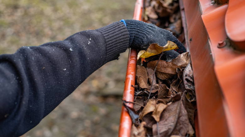Un homme nettoie les feuilles des gouttières tout en portant des gants