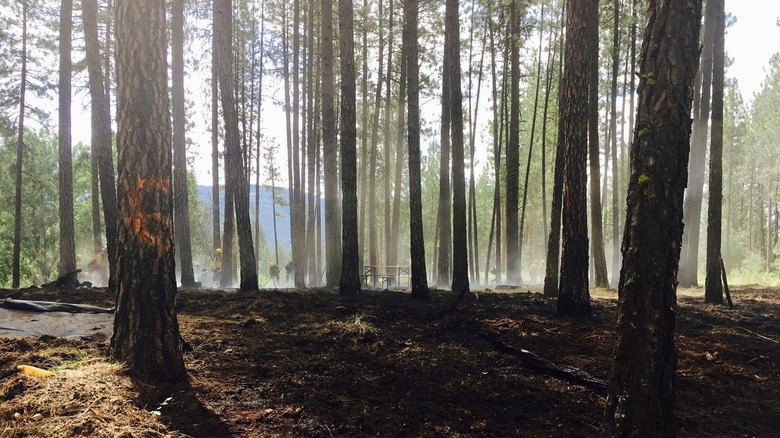 Conséquences d'une propriété Airbnb incendiée