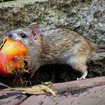 Vous détestez les rats ? Quoi que vous fassiez, ne déménagez pas dans ces 12 villes