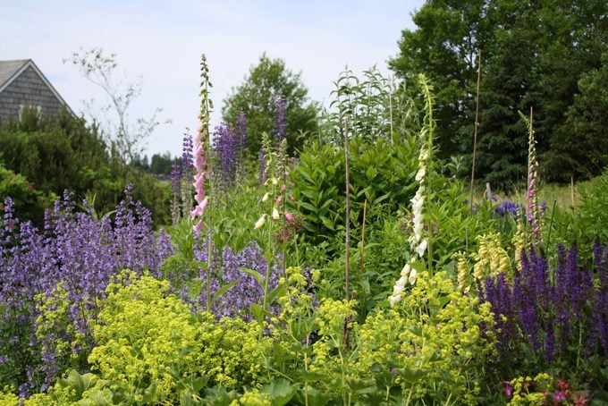 Des fleurs colorées s'épanouissent dans un jardin, se balançant doucement dans une légère brise, entourées de verdure et avec un aperçu d'une maison en arrière-plan.