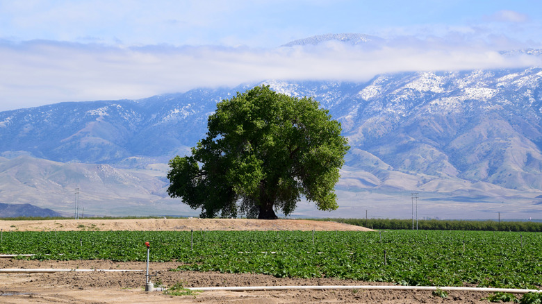 Une vue panoramique d'un grand arbre à Lamont, en Californie.