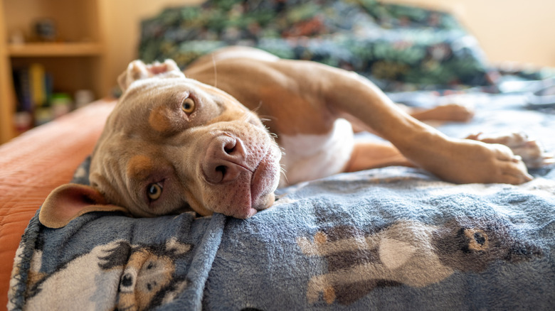 Un chien de race intimidateur allongé sur une couverture pour chien sur un lit.