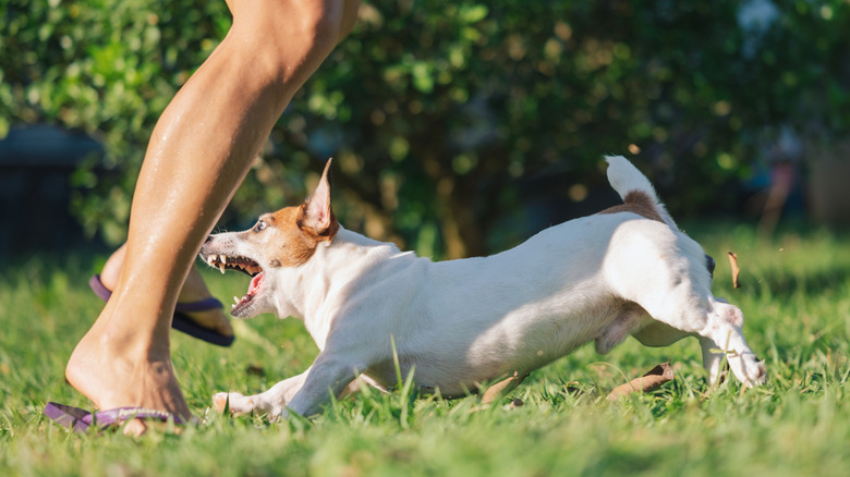 Un petit chien brun et blanc se jetant sur la jambe d'une personne, les dents entièrement exposées