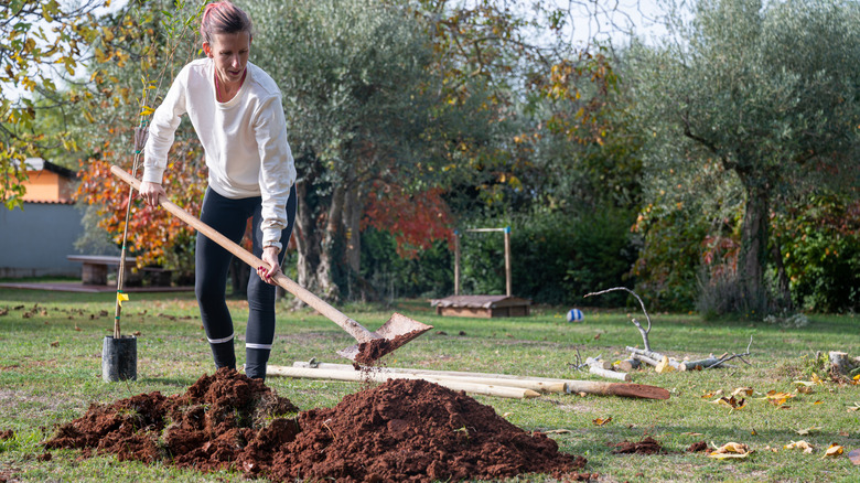 Une femme creuse un trou dans son jardin pour y placer un arbre.