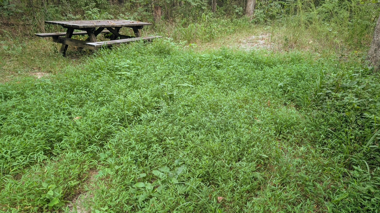 un peuplement d'échasses poussant près d'une vieille table de pique-nique