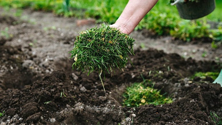 Une personne qui met de l'herbe coupée sur un lit de terre
