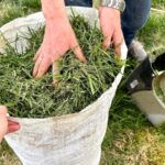 Est-il sécuritaire d’utiliser l’herbe coupée des pelouses traitées dans les plates-bandes ?