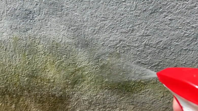 Pulvérisation d'une solution d'eau de Javel sur un mur de béton recouvert de mousse