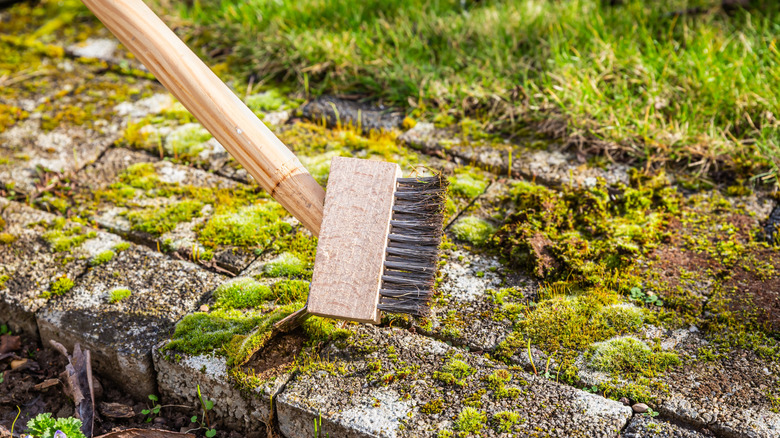 Utiliser une brosse dure pour enlever la mousse des pavés en béton