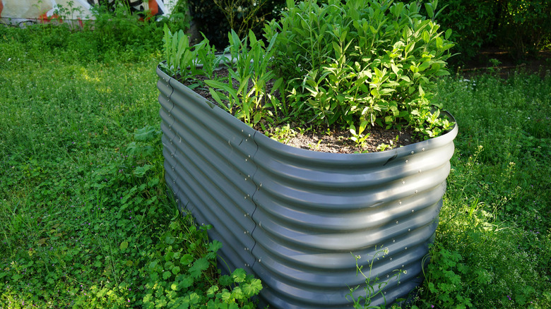Légumes poussant dans un lit de jardin en acier galvanisé.