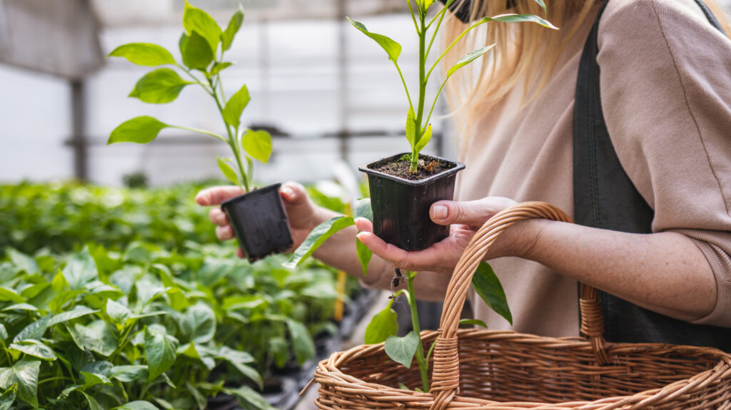 L’acier galvanisé est-il sans danger pour la culture des légumes ?