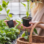 L’acier galvanisé est-il sans danger pour la culture des légumes ?