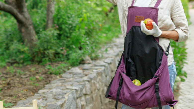 Une personne porte un tablier de jardinage violet avec des pommes dans la grande poche avant tout en tenant une pomme dans une main.
