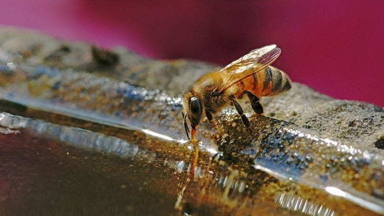 Une abeille boit de l'eau dans un plat aux bords festonnés dans un jardin.
