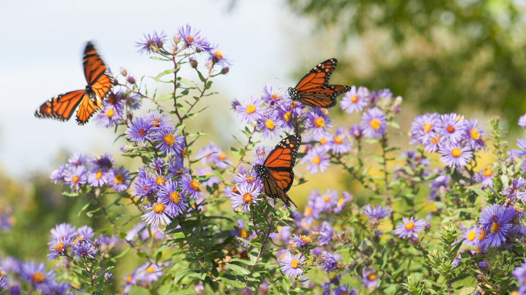 Attirez les abeilles et les papillons dans votre jardin avec une belle solution Amazon qu'ils seraient ravis de trouver
