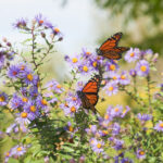 Attirez les abeilles et les papillons dans votre jardin avec une belle solution Amazon qu'ils seraient ravis de trouver