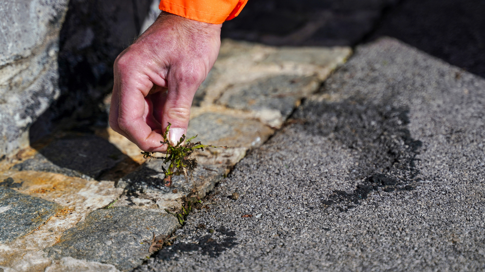 Éliminez la mousse et prévenez la croissance future des mauvaises herbes sur votre allée asphaltée avec un aliment de base de cuisine
