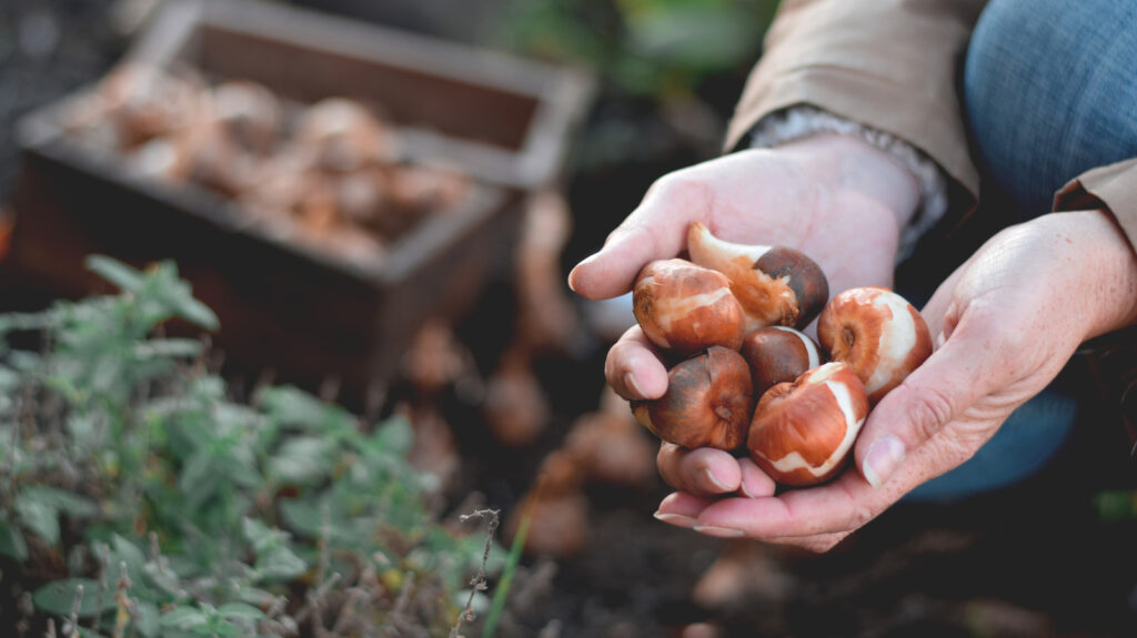 Creuser trop profondément ? Il existe une découverte Amazon qui mesure exactement les ampoules